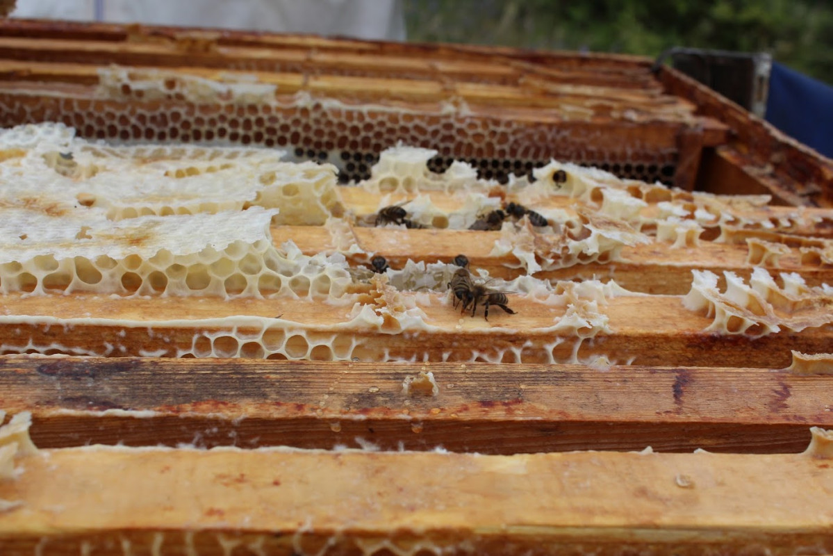 Udržitelný rozvoj včelařství v Gruzii