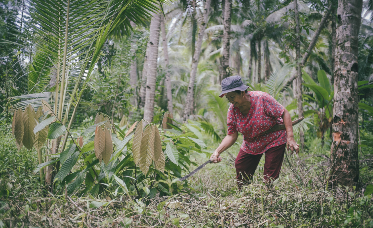 Zvyšování odolnosti chudých zemědělců ve východním Samaru prostřednictvím výroby kakaa