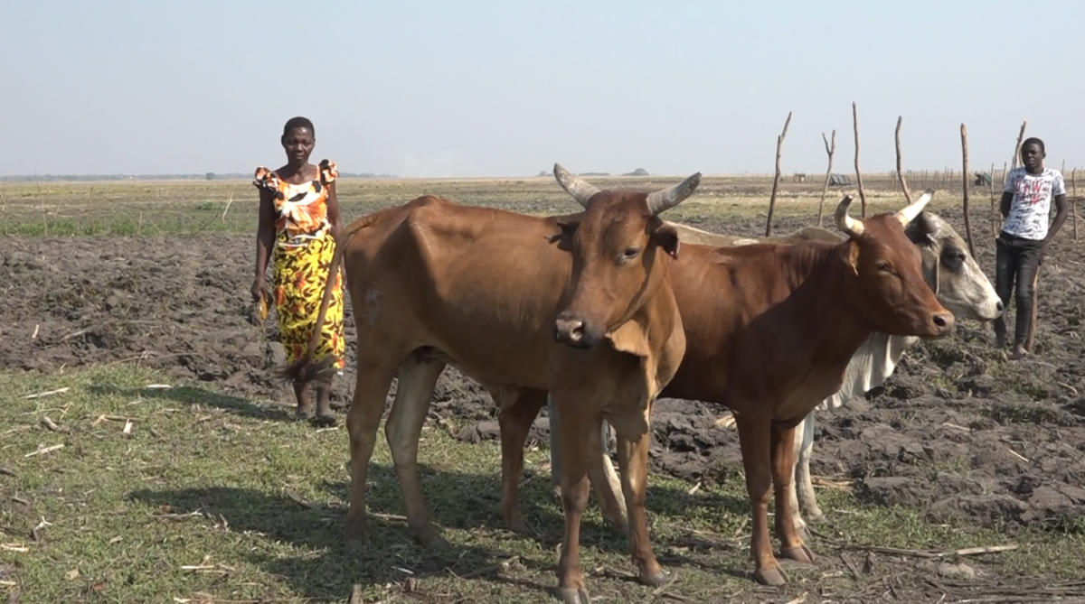 Jak krávy změnily život na zambijském venkově