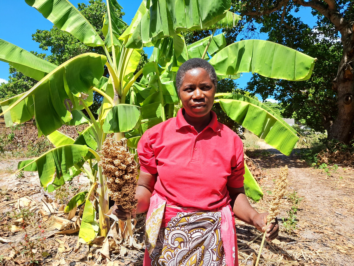 Farmáři v Zambii už ví, jak bojovat s devastujícími suchy