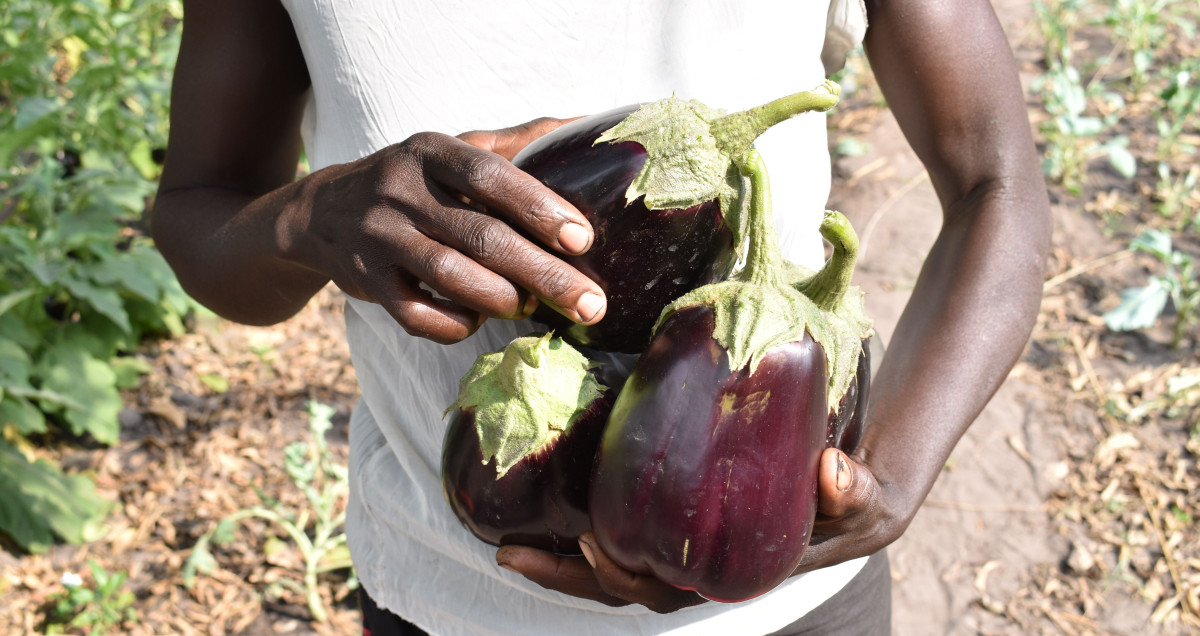Kvalitní úroda představuje lepší budoucnost pro zambijské vesnice